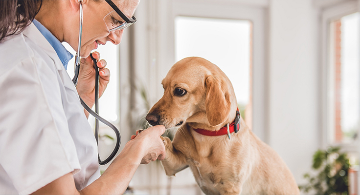 Jiangsu Dingshun Medical Products Co., Ltd.